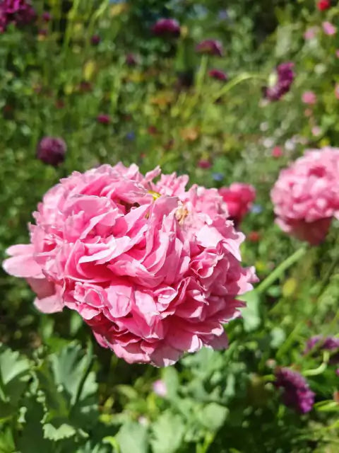Semillas para Jardín Colorido SOLO POR ESTE MES 2X1