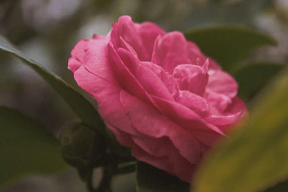 Semillas para Jardín Colorido SOLO POR ESTE MES 2X1